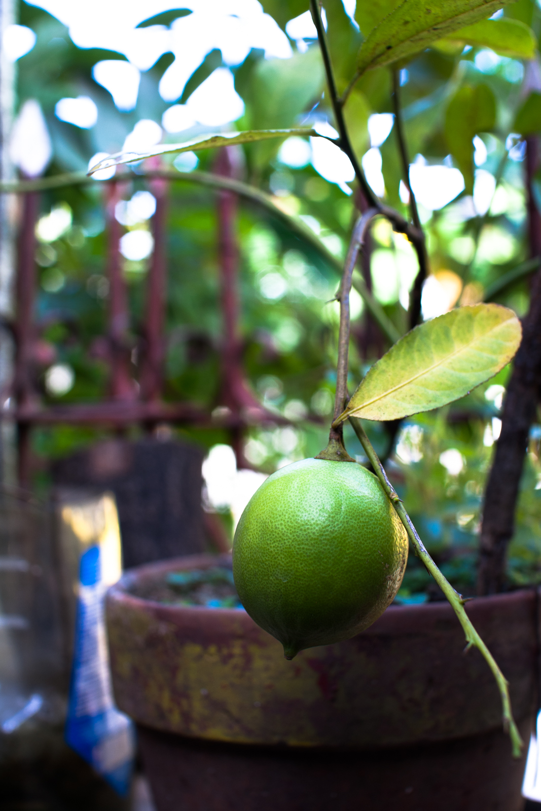 Citronnier en pot chargé de fruits sur une terrasse ensoleillée