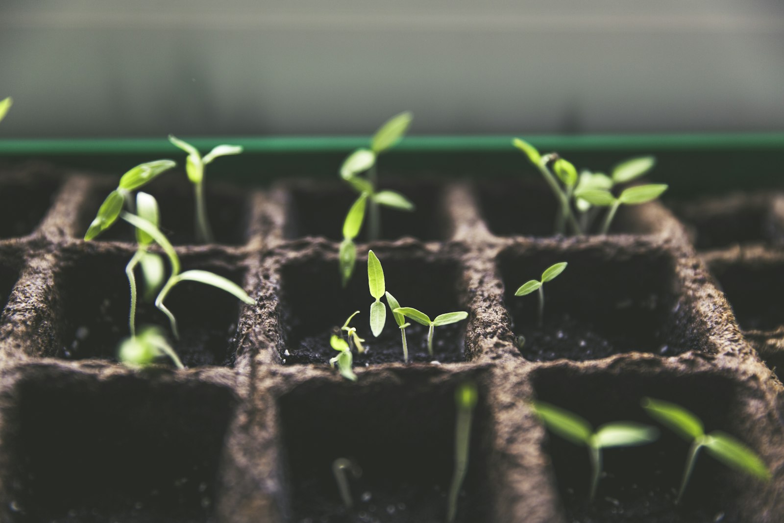Jeunes semis d'herbes aromatiques en godets sur une table de jardin