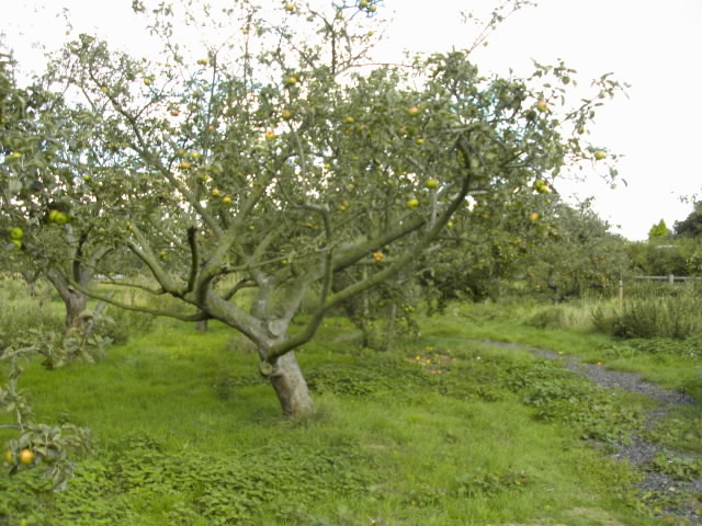 Rangée d'arbres fruitiers dans un verger entretenu au printemps