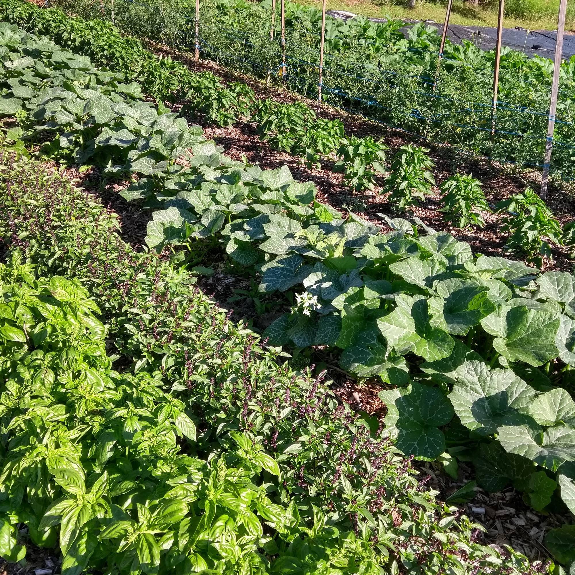 Petit potager avec bacs de culture et légumes en croissance