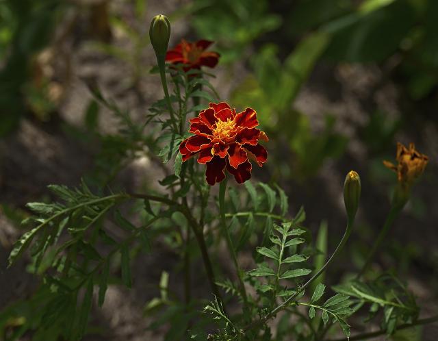 Œillet d'Inde en fleur près d'un potager