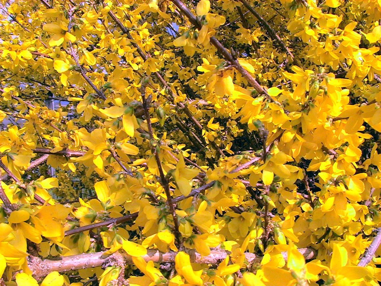 Haie fleurie d'arbustes en pleine floraison au printemps