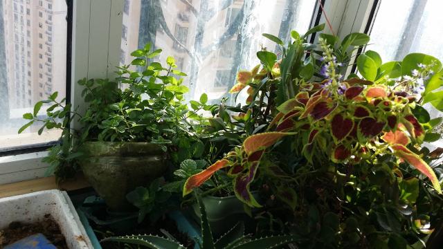 Balcon ombragé avec plusieurs plantes en pots au feuillage dense
