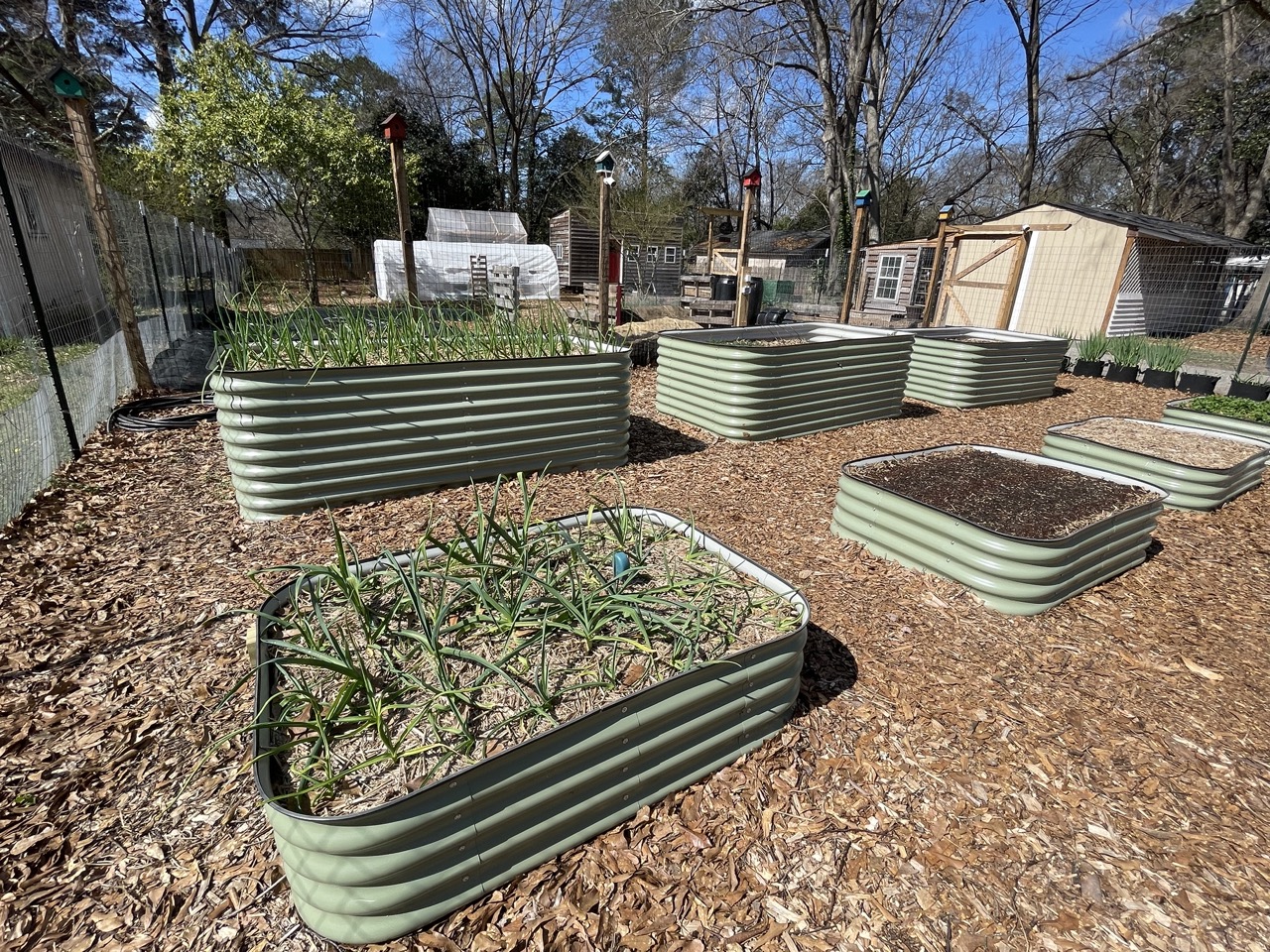 Bacs de potager en carrés dans un jardin potager
