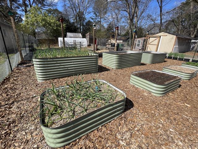 Planches de potager surélevées avec jeunes légumes en culture