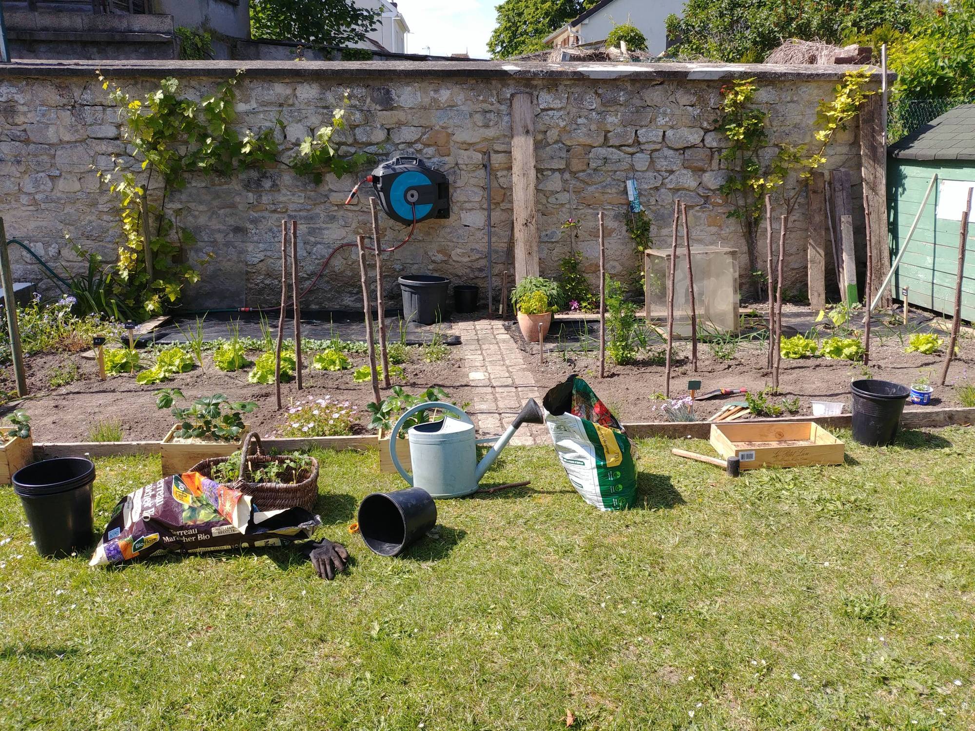 Jeune potager en carrés avec légumes fraîchement plantés