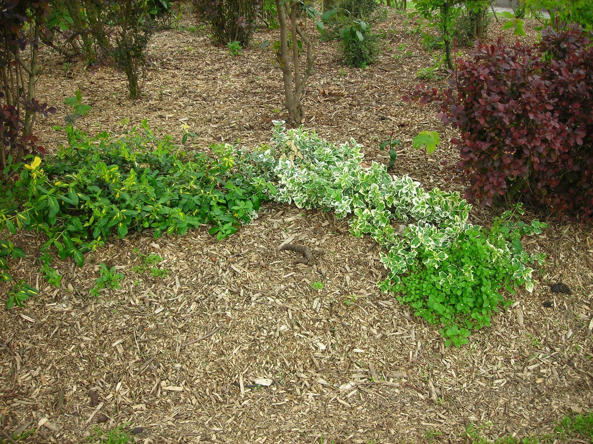 Paillage organique autour de plantes de jardin en pleine terre