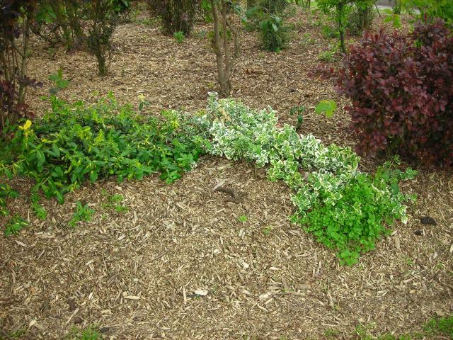Paillage organique autour de plantes de jardin en pleine terre
