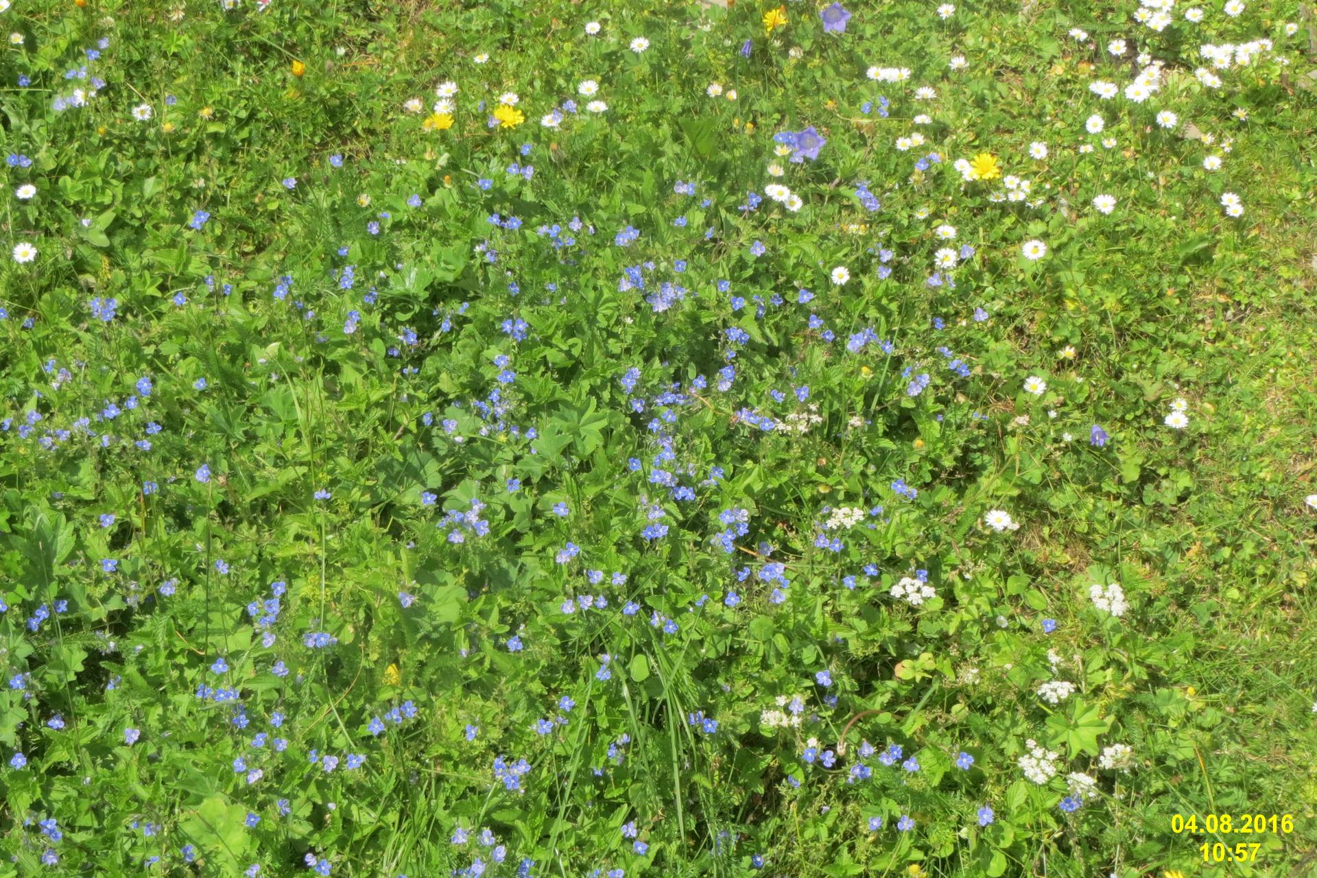 Prairie fleurie de montagne au début de l'été