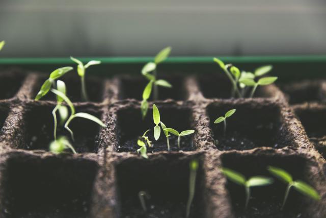 Jeunes plants en mottes prêts à être repiqués dans des godets