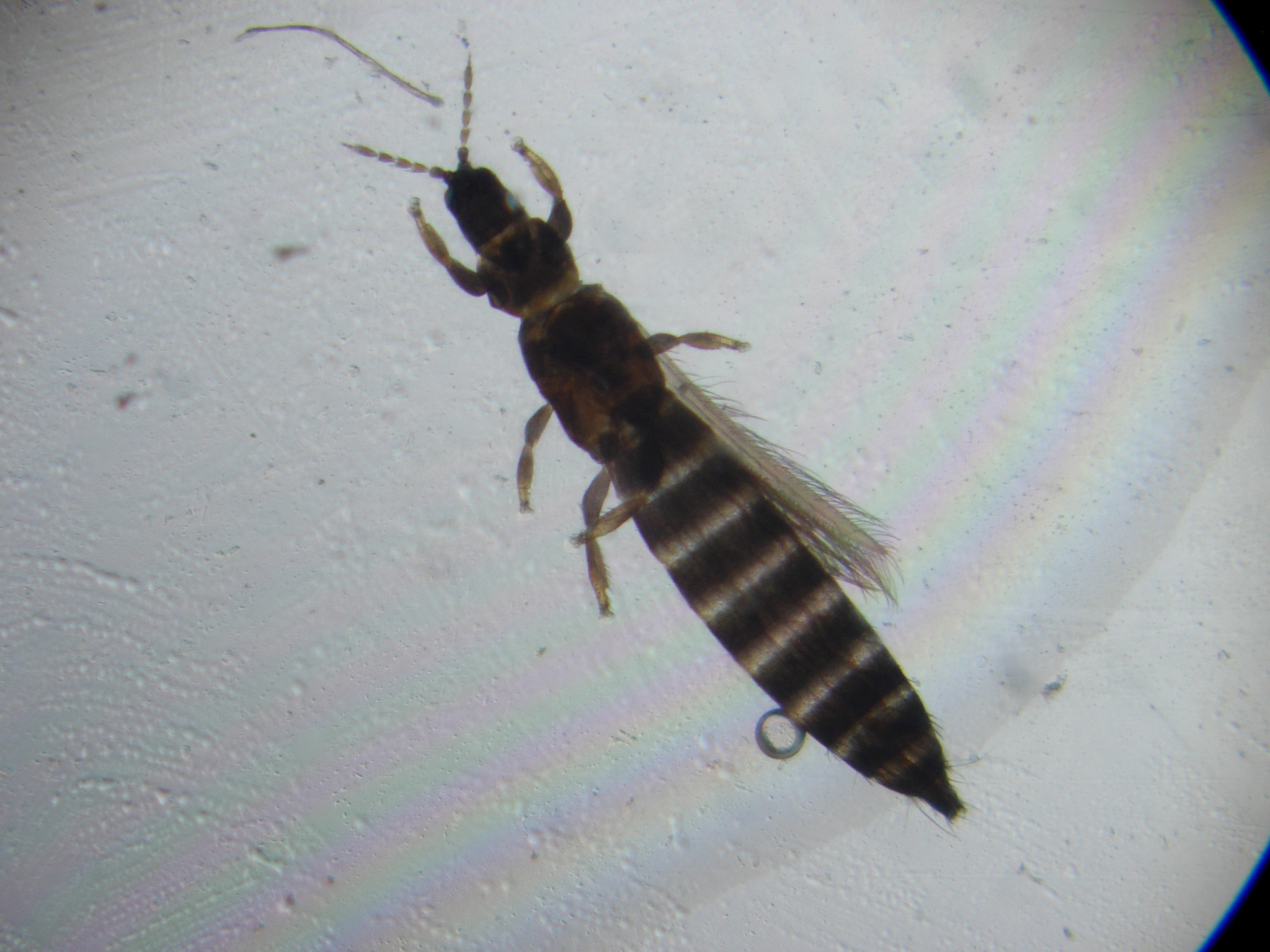 Thrips observé en gros plan sur une feuille de plante au jardin