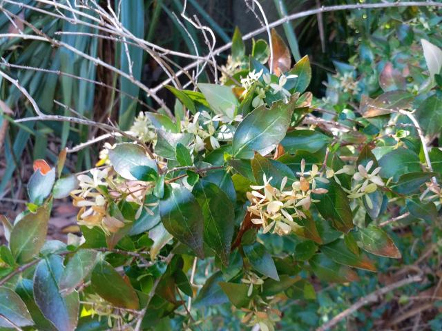 Abelia (Abelia × grandiflora) : plantation, taille et entretien