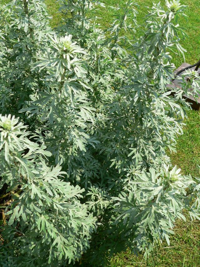 Absinthe (Artemisia absinthium) : plantation, entretien et culture