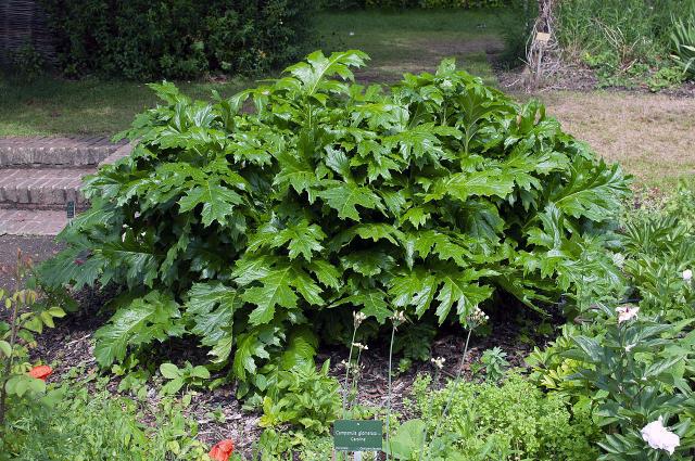 Acanthe molle (Acanthus mollis) : plantation, entretien et maîtrise