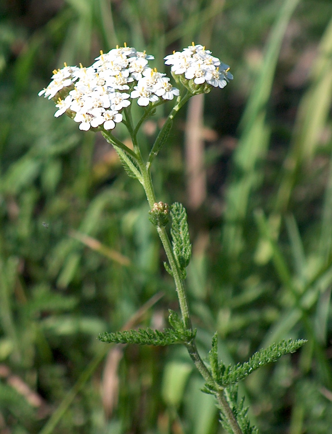 Achillée millefeuille