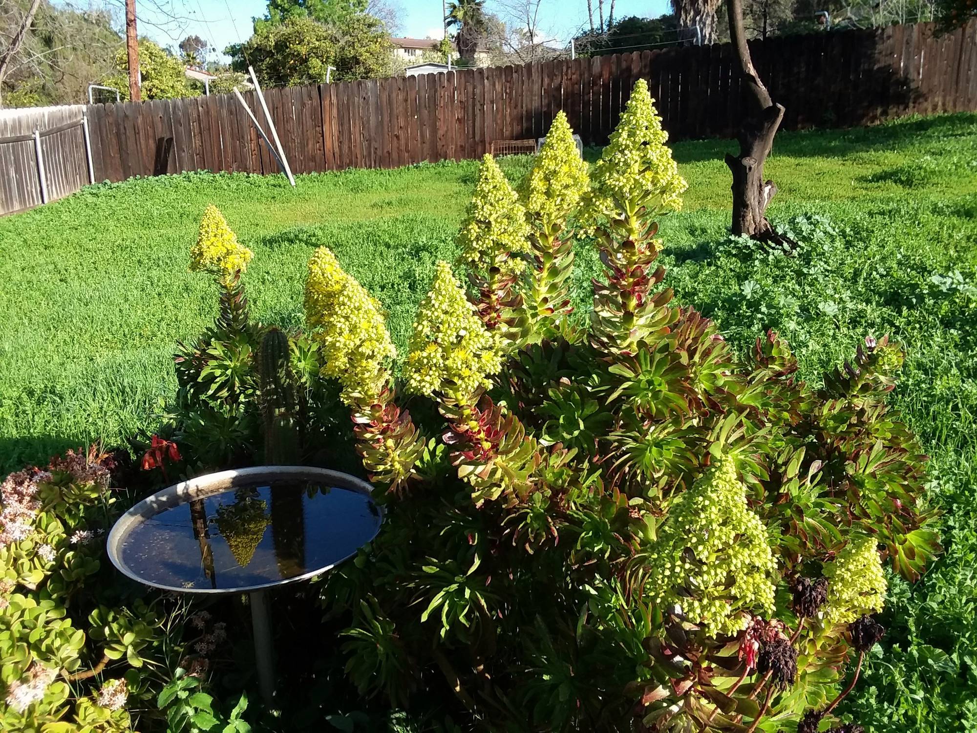 Aeonium