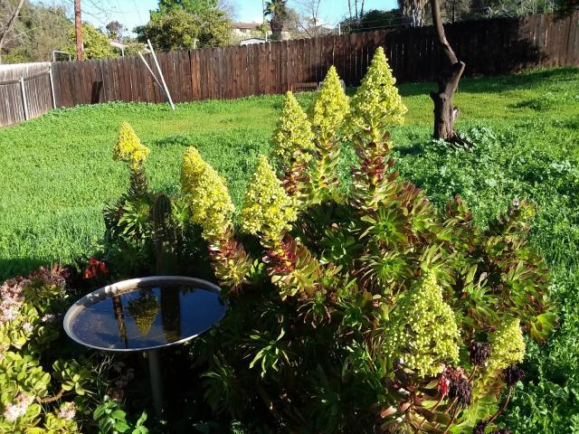 Aeonium (Aeonium arboreum) : entretien, arrosage et hivernage