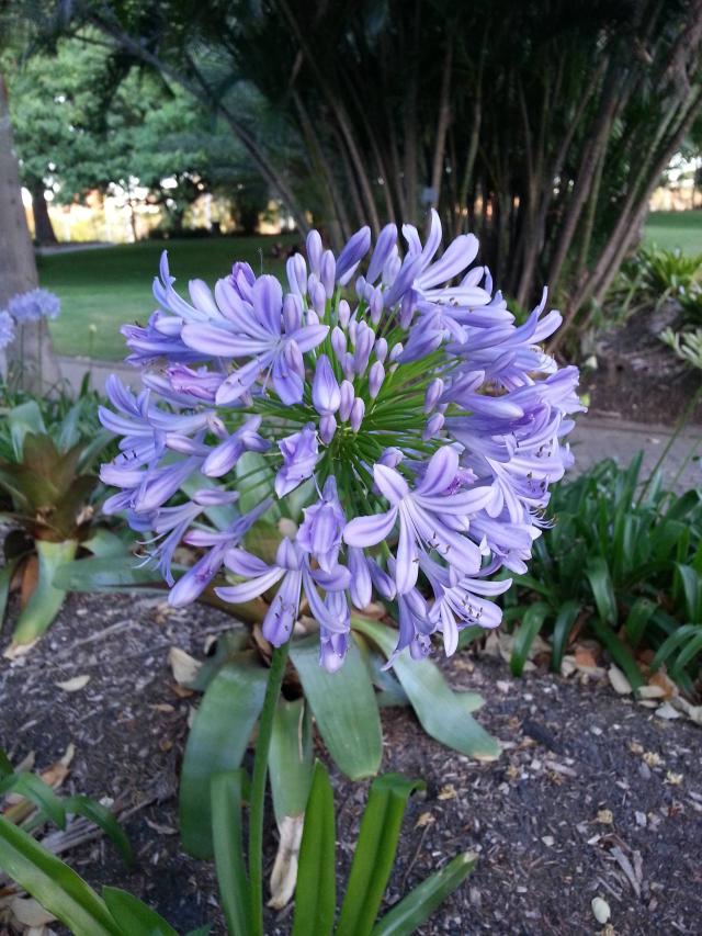 Agapanthe (Agapanthus praecox) : plantation, floraison et entretien