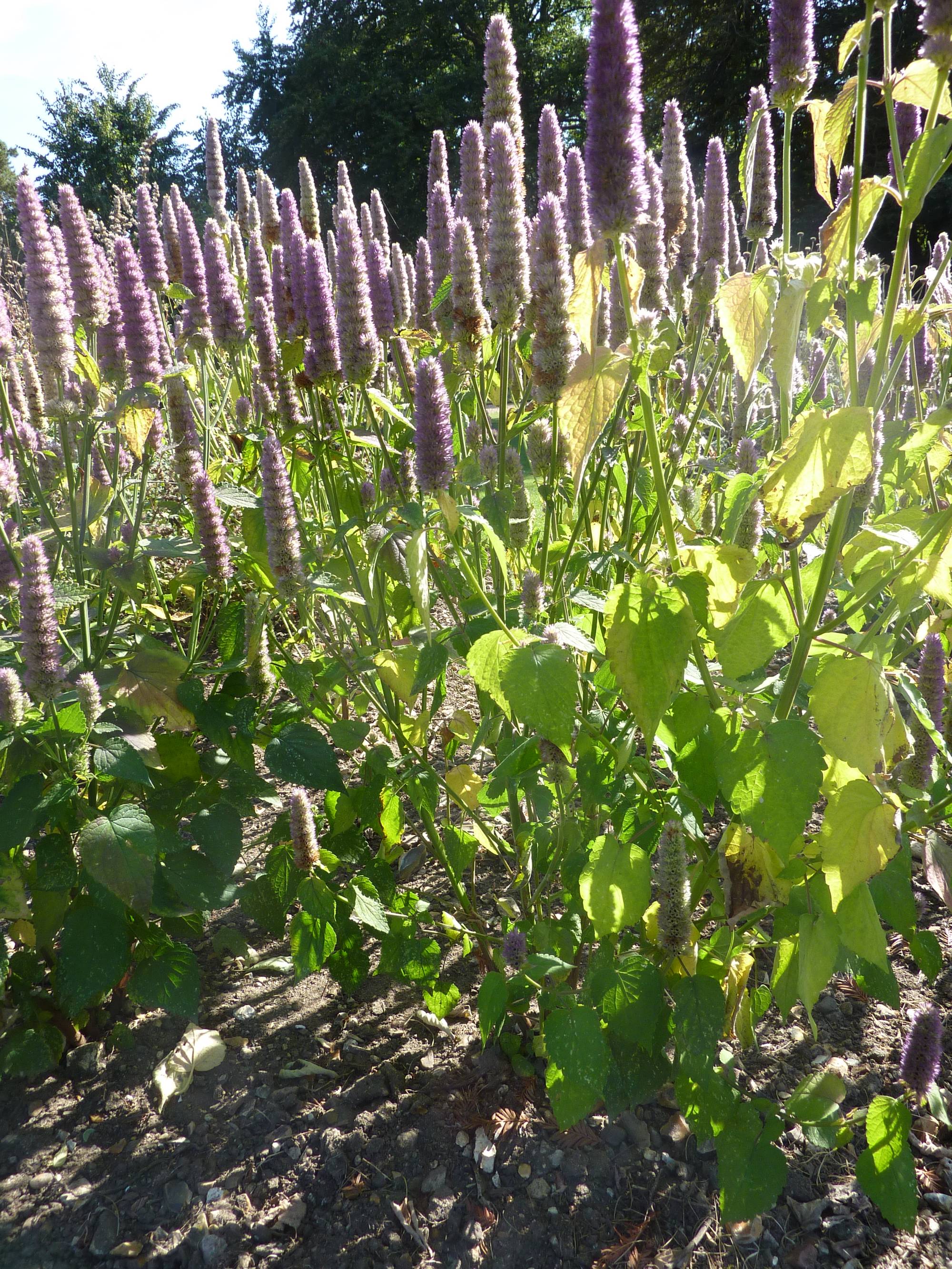 Agastache