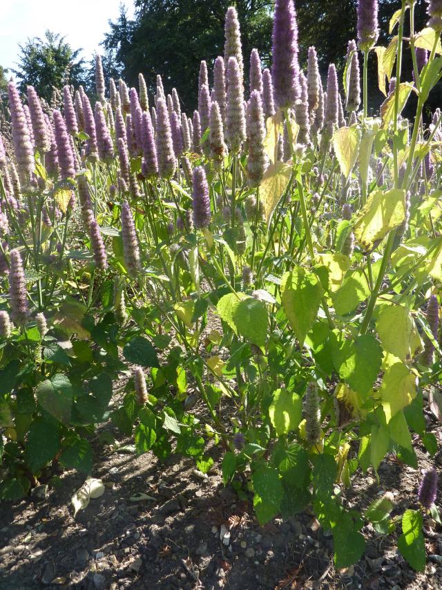 Agastache (Agastache foeniculum) : plantation, entretien et récolte