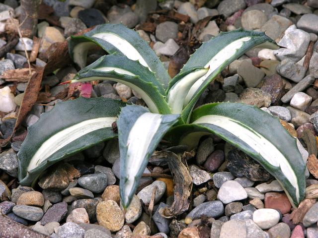 Agave (Agave americana) : plantation, entretien et culture en pot