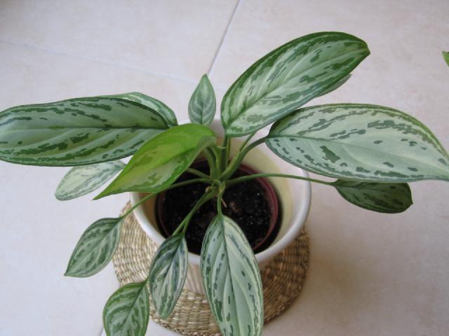Aglaonema : entretien, arrosage et culture en interieur