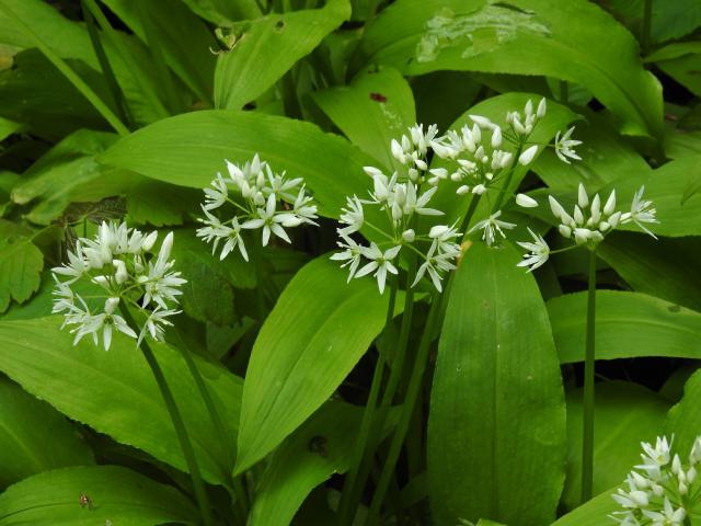 Ail des ours : plantation, culture en pot, ombre et arrosage