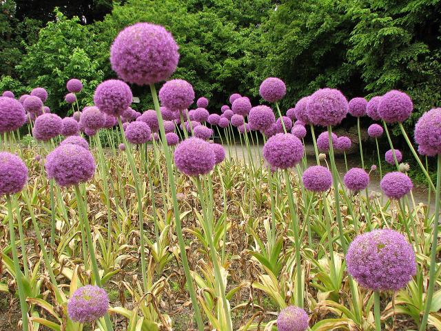 Ail d'ornement (Allium spp.) : plantation, floraison et entretien