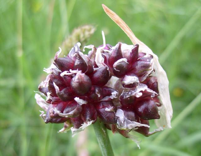 Ail rocambole (Allium scorodoprasum) : plantation, entretien et récolte