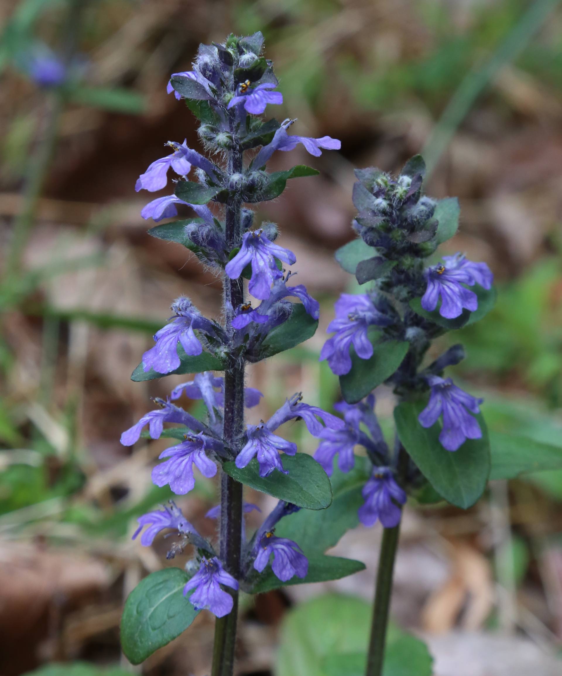 Bugle rampante