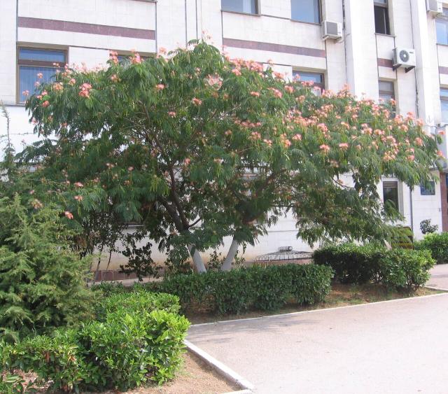 Albizia (Albizia julibrissin) : plantation, taille et entretien