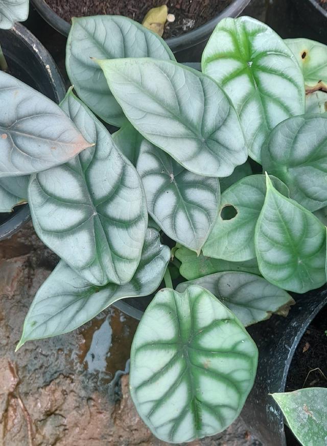 Alocasia Silver Dragon : entretien, arrosage et culture en interieur