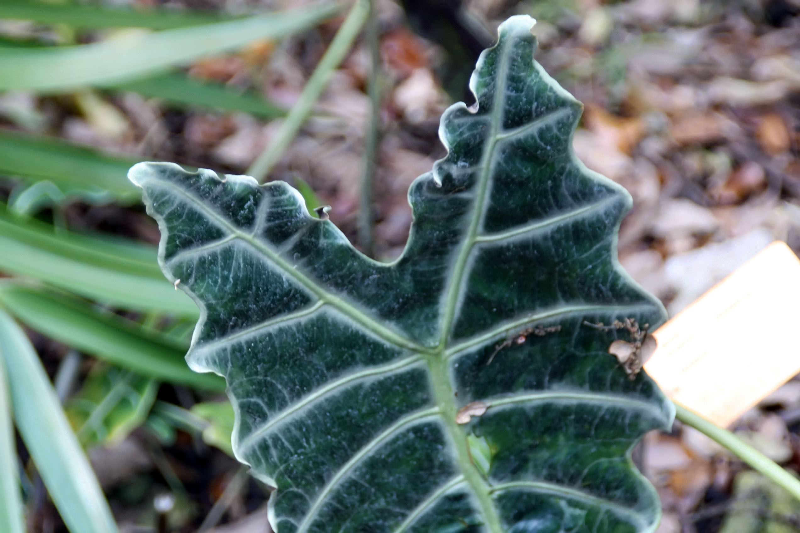 Alocasia