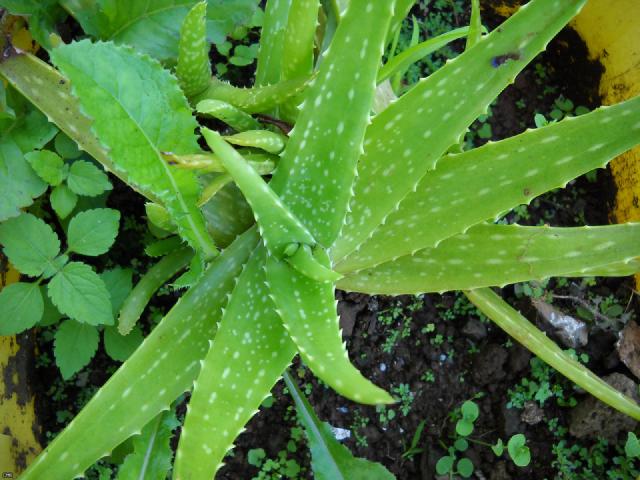 Aloe vera : entretien, arrosage et culture en pot