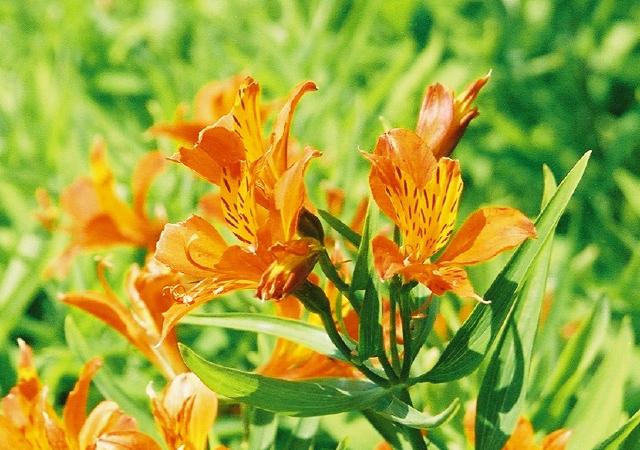 Alstroemère (Alstroemeria aurea) : plantation, floraison et entretien