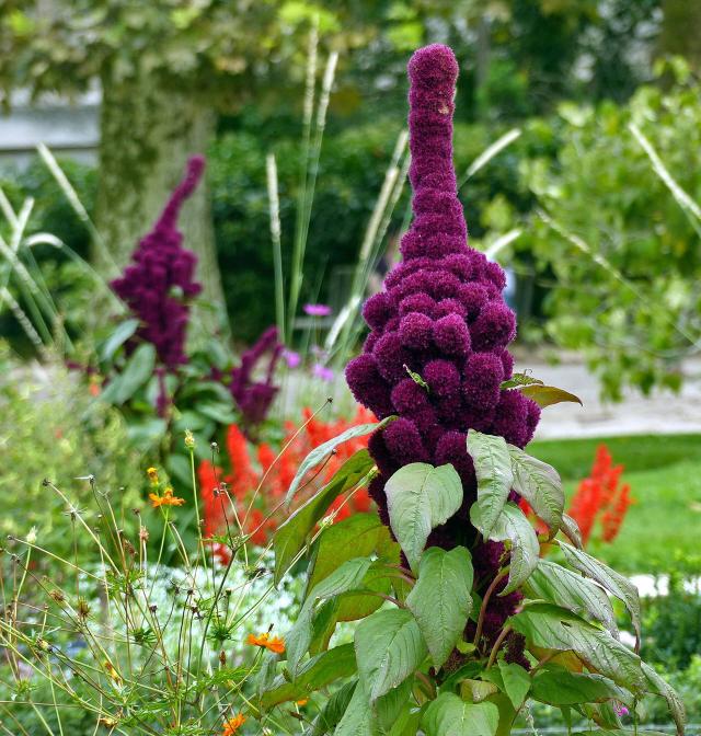 Amarante (Amaranthus spp.) : semis, culture et entretien