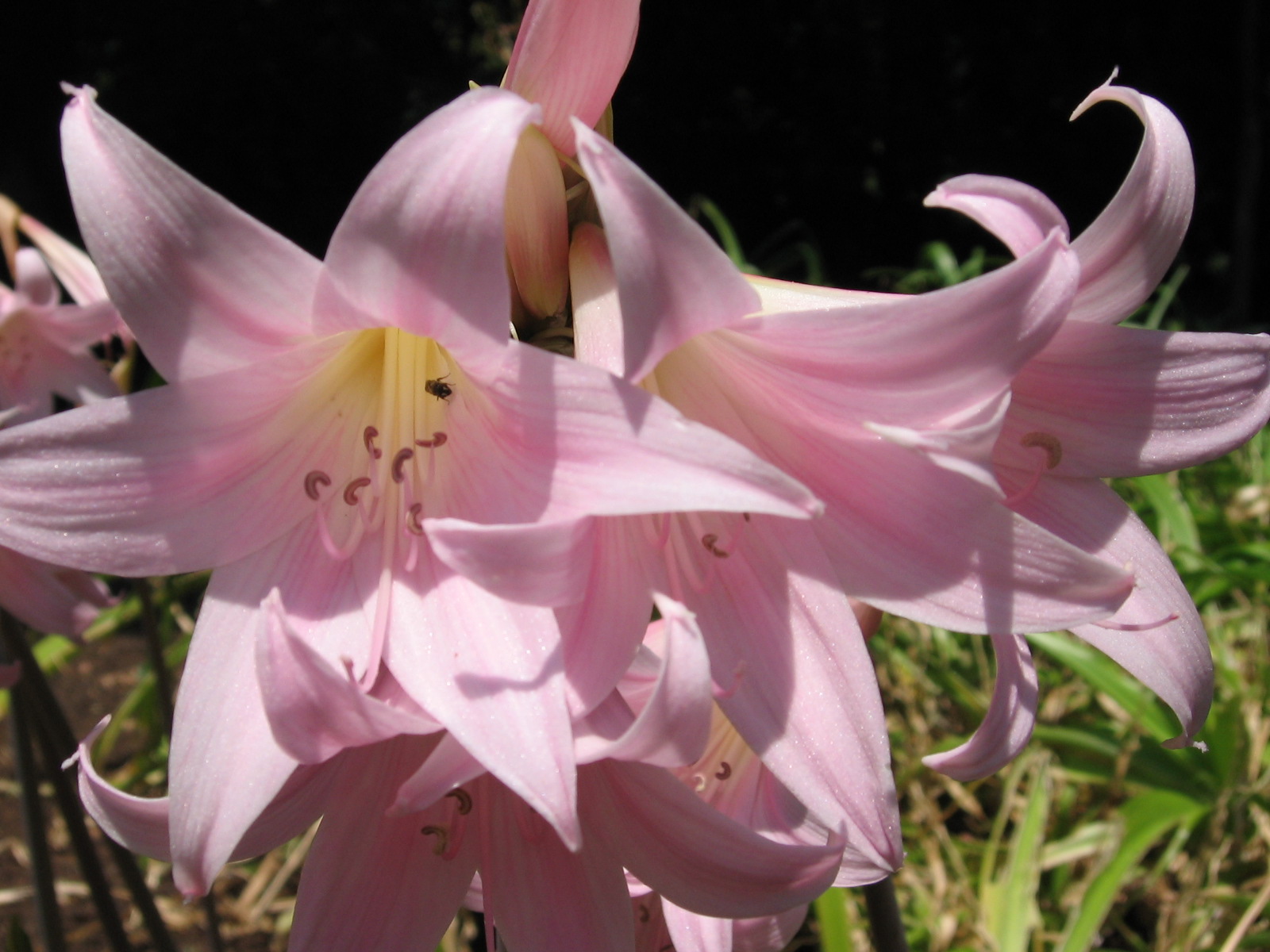 Amaryllis