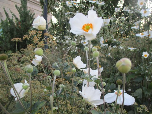 Anémone du Japon (Anemone hupehensis) : plantation, entretien et floraison