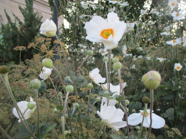Anémone du Japon (Anemone hupehensis) : plantation et entretien au jardin