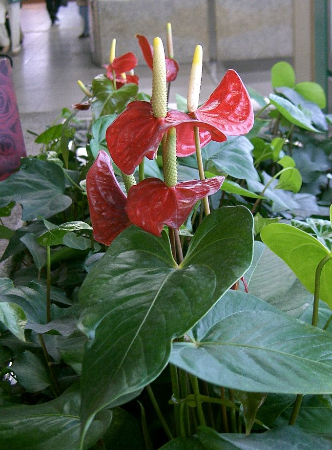 Anthurium