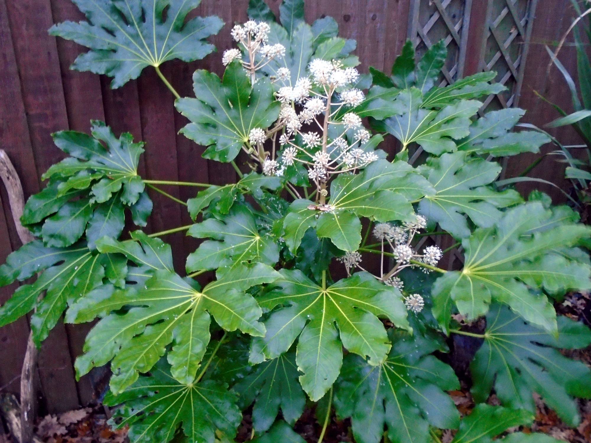 Aralia du Japon