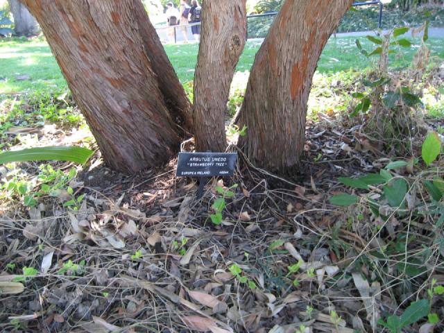 Arbousier (Arbutus unedo) : plantation, entretien et culture en pot
