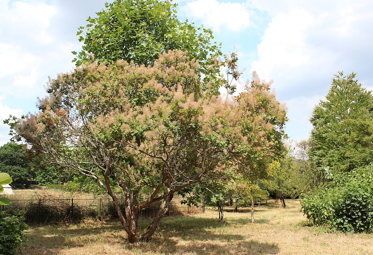 Arbre à perruques