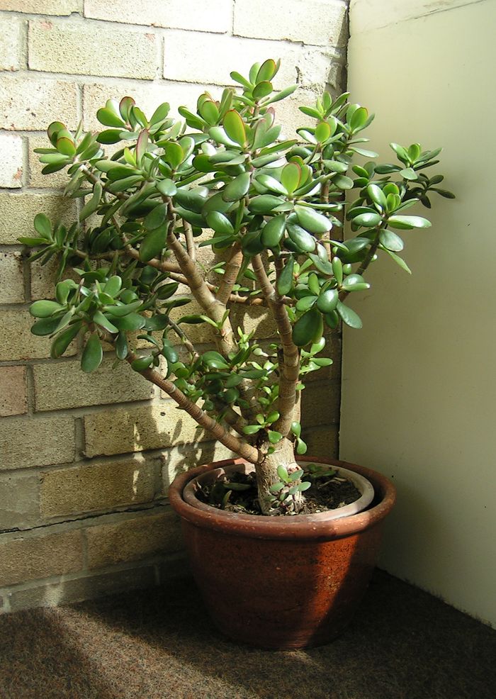 Arbre de jade