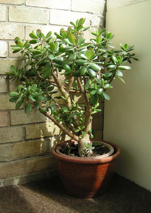 Arbre de jade (Crassula ovata) : entretien, arrosage et culture en pot