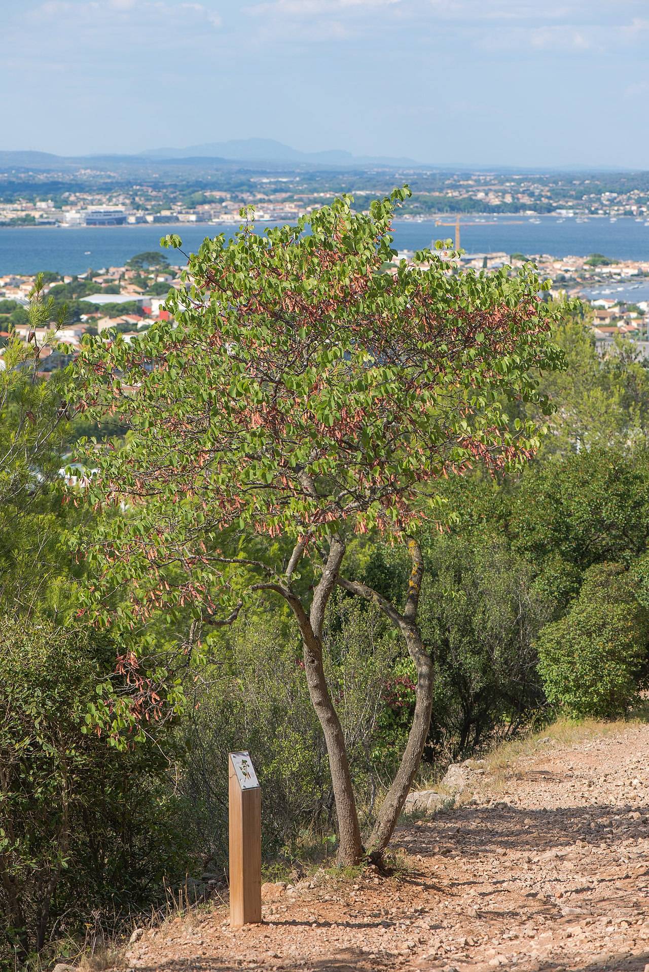 Arbre de Judée