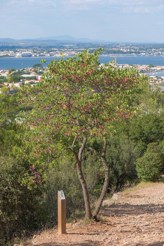 Arbre de Judée (Cercis siliquastrum) : plantation, taille et entretien