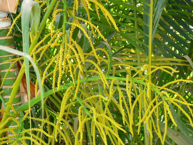 Aréca (Chrysalidocarpus lutescens) : entretien, arrosage et culture en intérieur