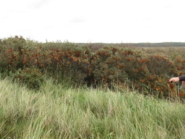 Argousier (Hippophae rhamnoides) : plantation, taille et récolte