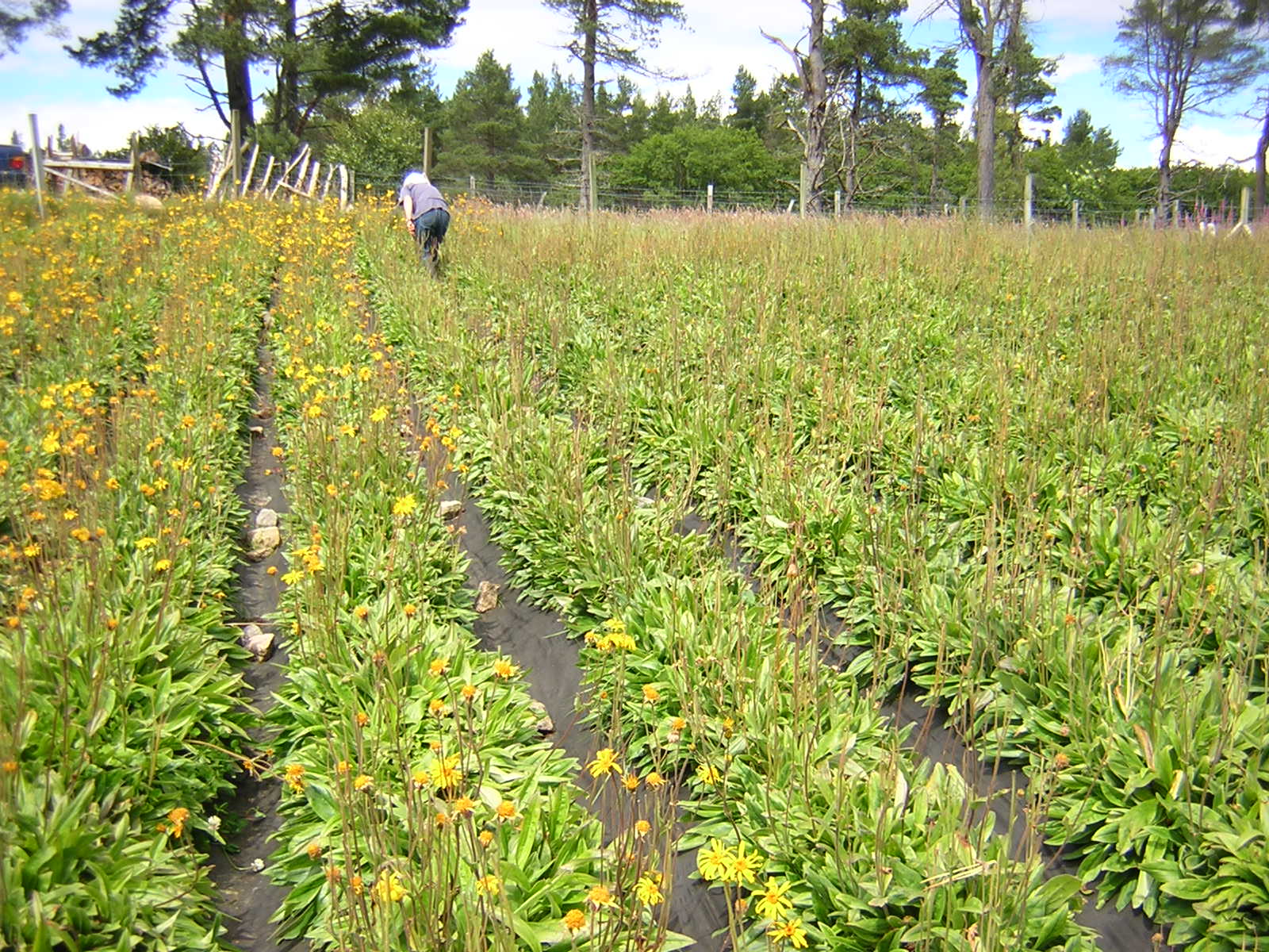 Arnica des montagnes